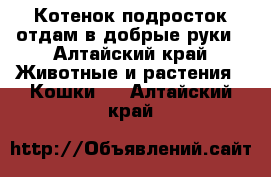 Котенок подросток,отдам в добрые руки - Алтайский край Животные и растения » Кошки   . Алтайский край